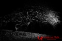 Black and white tree forest landscape photography