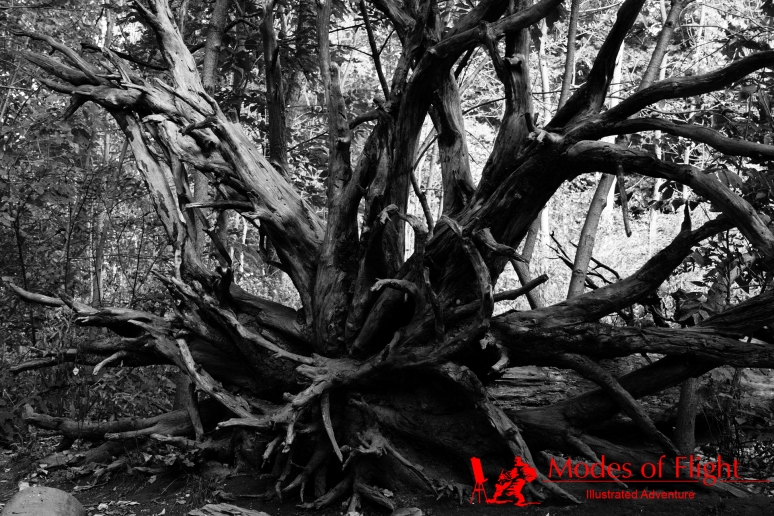 Black and white tree forest landscape photography